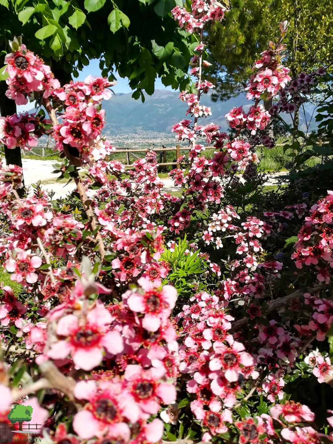 La Staccionata Villa Arpino Exteriör bild